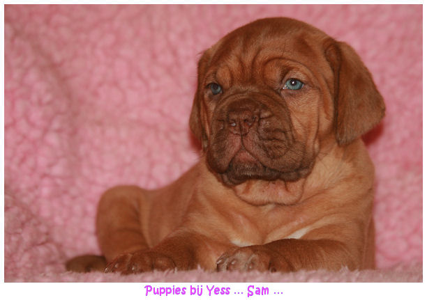 pups2007 105.jpg